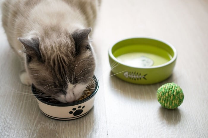 Diete di eliminazione per gatti:cosa devi sapere?