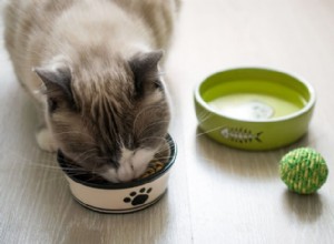 猫のための除去食：あなたが知る必要があること？ 