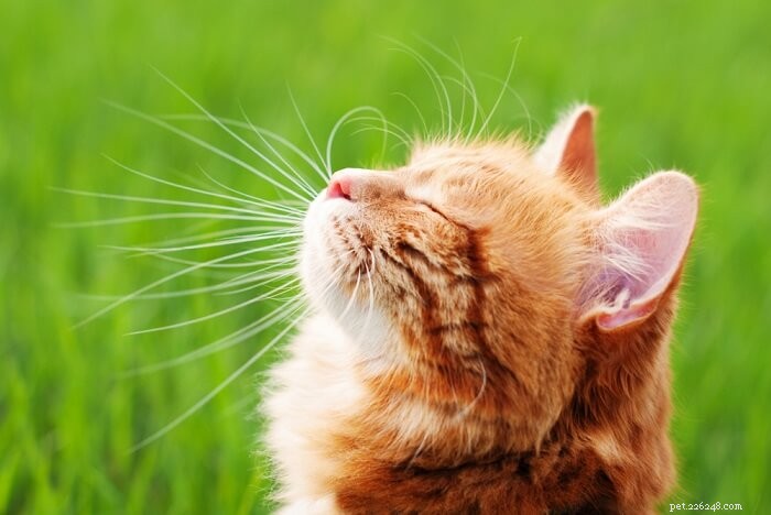 Eliminatiediëten voor katten:wat u moet weten?