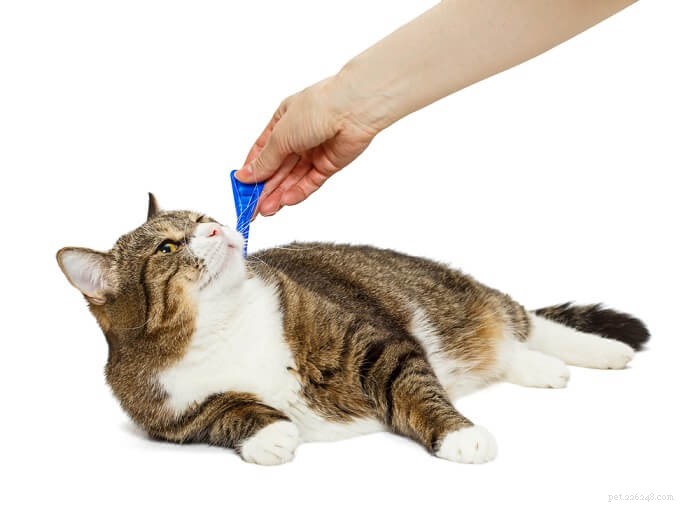 Prima linea per gatti:dosaggio, sicurezza ed effetti collaterali