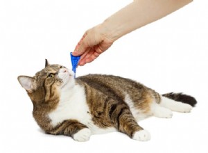 고양이를 위한 최전선:복용량, 안전 및 부작용