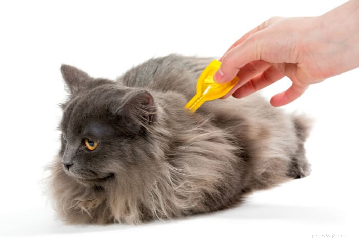 고양이를 위한 혁명:복용량, 안전 및 부작용