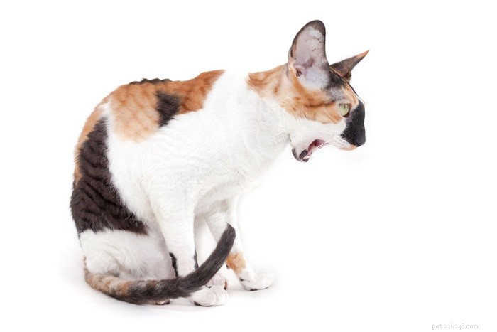 Frysskyddsmedelsförgiftning hos katter:orsaker, symtom och behandling