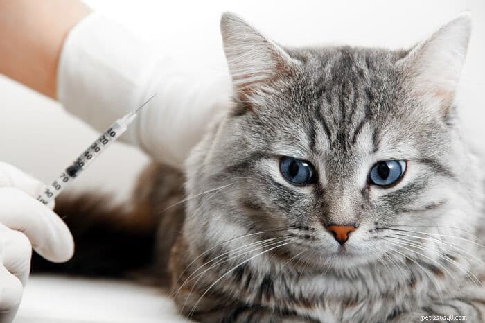Buprenorfine voor katten:wat het doet, dosering en bijwerkingen