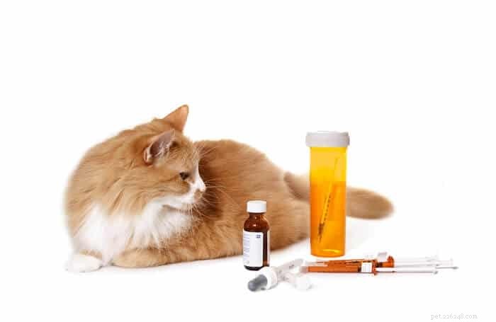 Buprenorfina para gatos:o que faz, dosagem e efeitos colaterais