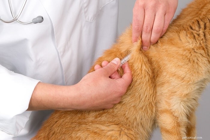 Buprenorfin pro kočky:Co dělá, dávkování a vedlejší účinky