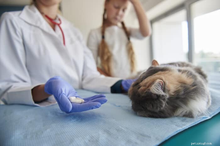 Clavamox för katter:översikt, dosering och biverkningar
