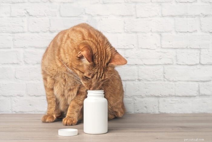 Clavamox pro kočky:Přehled, dávkování a vedlejší účinky