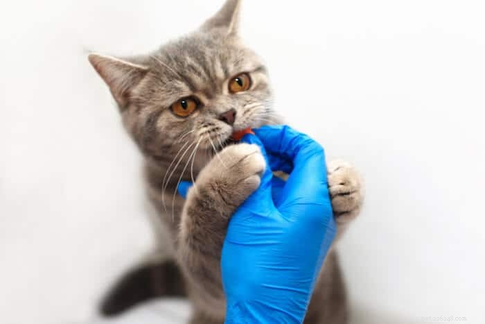 Clavamox voor katten:overzicht, dosering en bijwerkingen