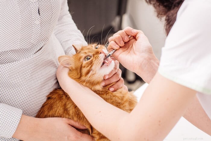 Clavamox para gatos:visão geral, dosagem e efeitos colaterais