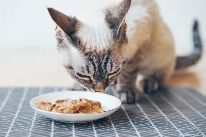 La verità sulle diete prive di cereali per gatti