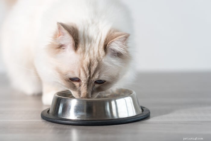 Pravda o bezobilných dietách pro kočky