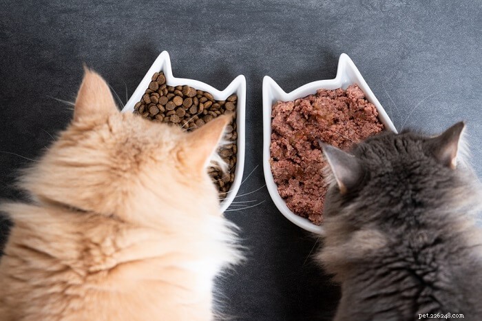 Sanningen om spannmålsfria dieter för katter