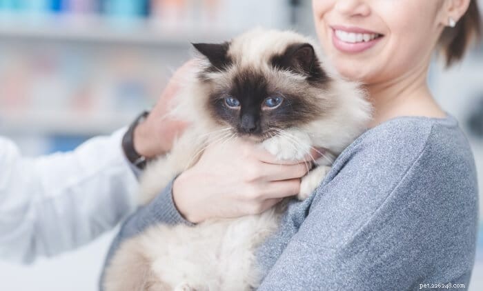 고양이를 위한 Benadryl:복용량, 안전 및 부작용