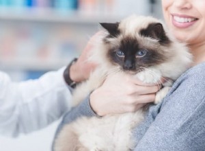 Benadryl para gatos:dosagem, segurança e efeitos colaterais