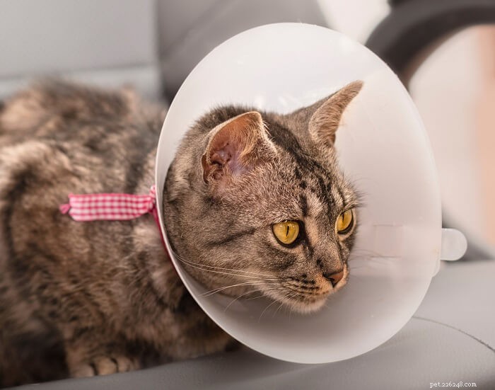 Otrava u koček:Příčiny, příznaky a léčba