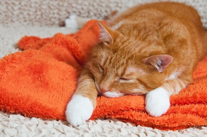 猫の中毒：原因、症状、および治療 