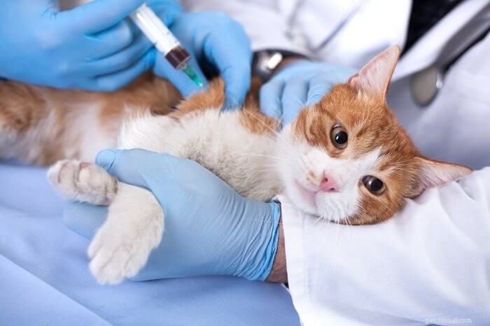 猫の中毒：原因、症状、および治療 