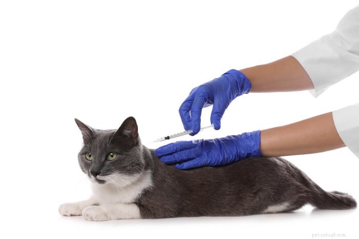 Atopica för katter:dosering, säkerhet och biverkningar