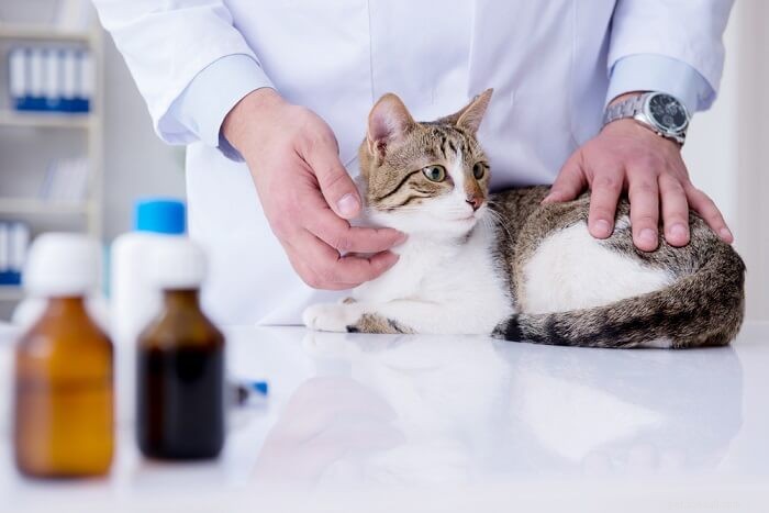 Atopica för katter:dosering, säkerhet och biverkningar