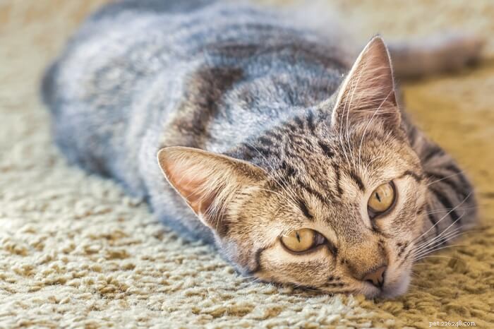 고양이용 아토피:복용량, 안전 및 부작용