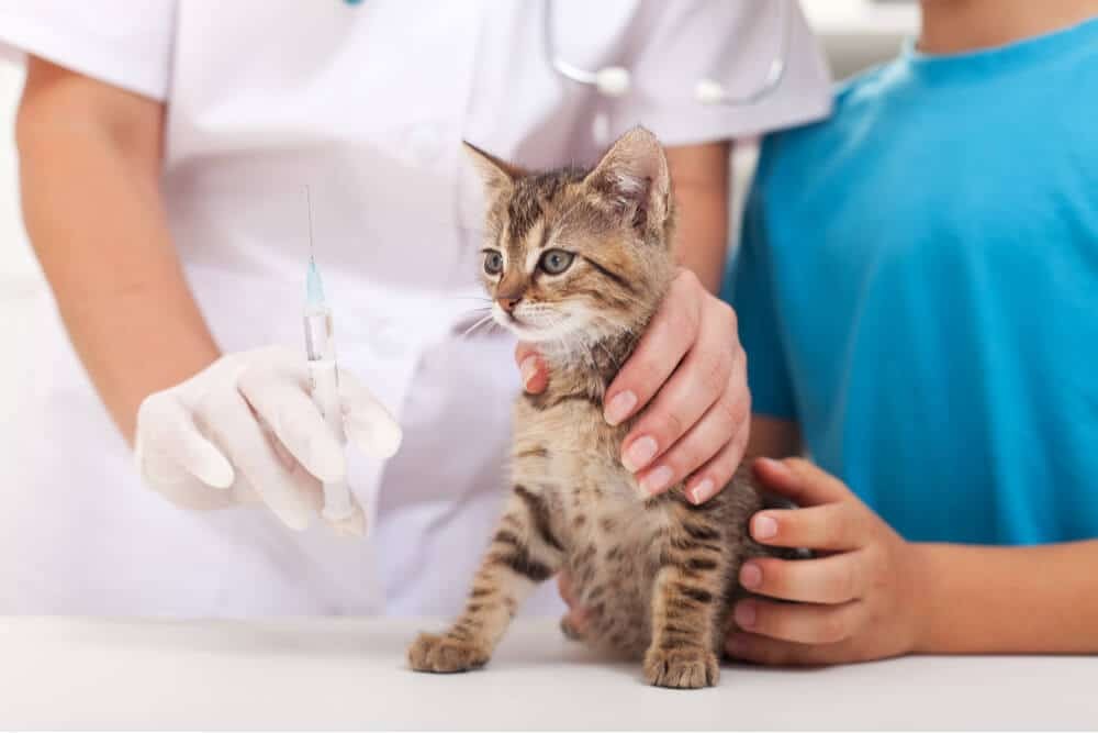 FVRCP-vaccin för katter:Vad du behöver veta