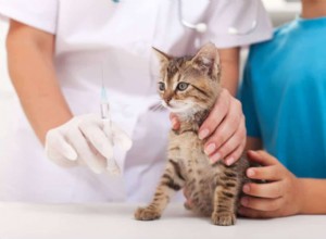 Vakcína FVRCP pro kočky:Co potřebujete vědět