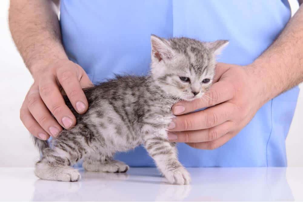 고양이를 위한 FVRCP 백신:알아야 할 사항
