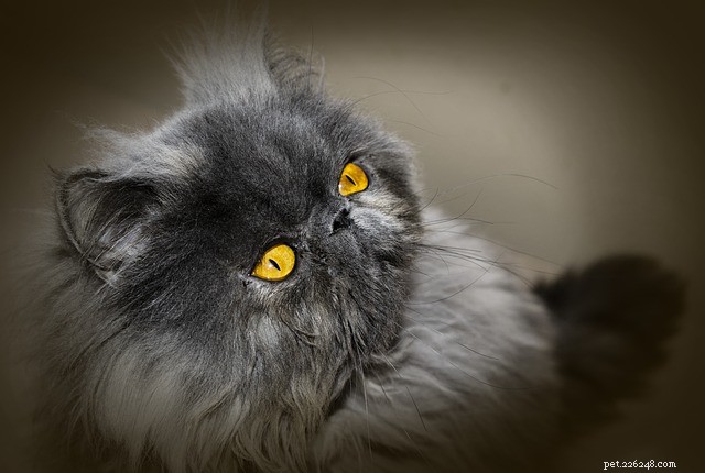 La guida definitiva alla toelettatura dei gatti persiani
