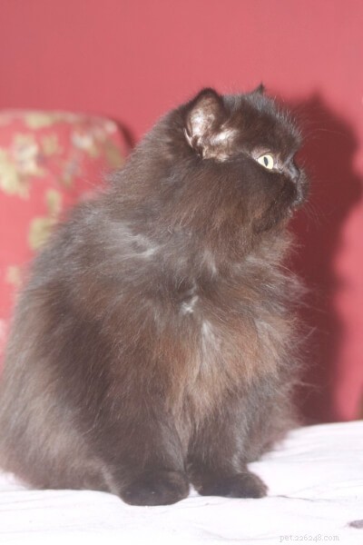 궁극의 페르시아 고양이 미용 가이드