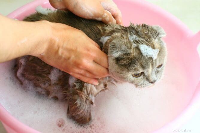 Hoe een kat in bad doen? (Een stapsgewijze handleiding)