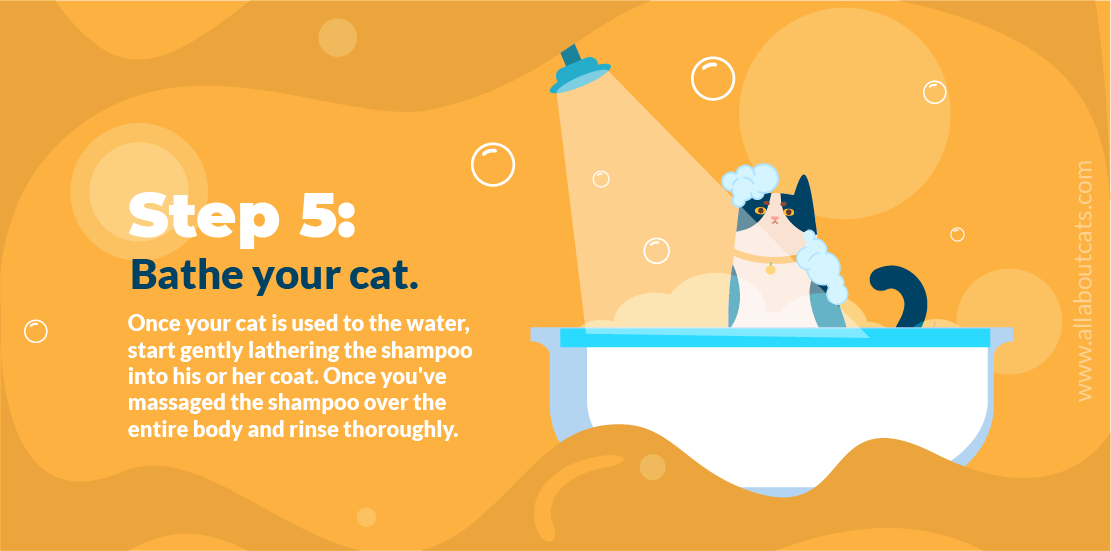 猫の入浴方法は？ （ステップバイステップガイド） 