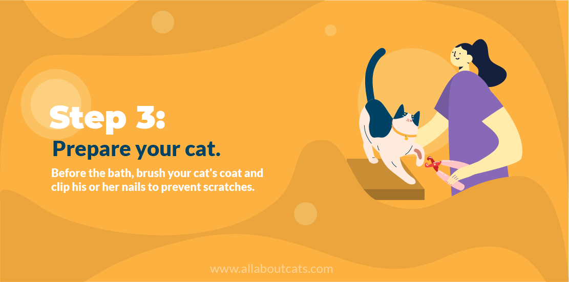 Come fare il bagno a un gatto? (Una guida passo passo)