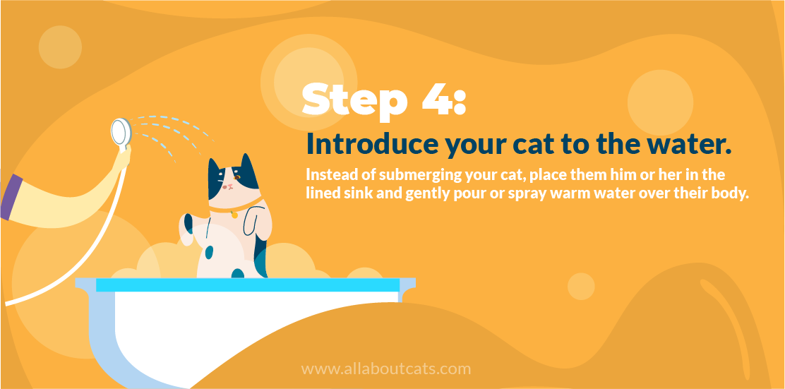 Come fare il bagno a un gatto? (Una guida passo passo)