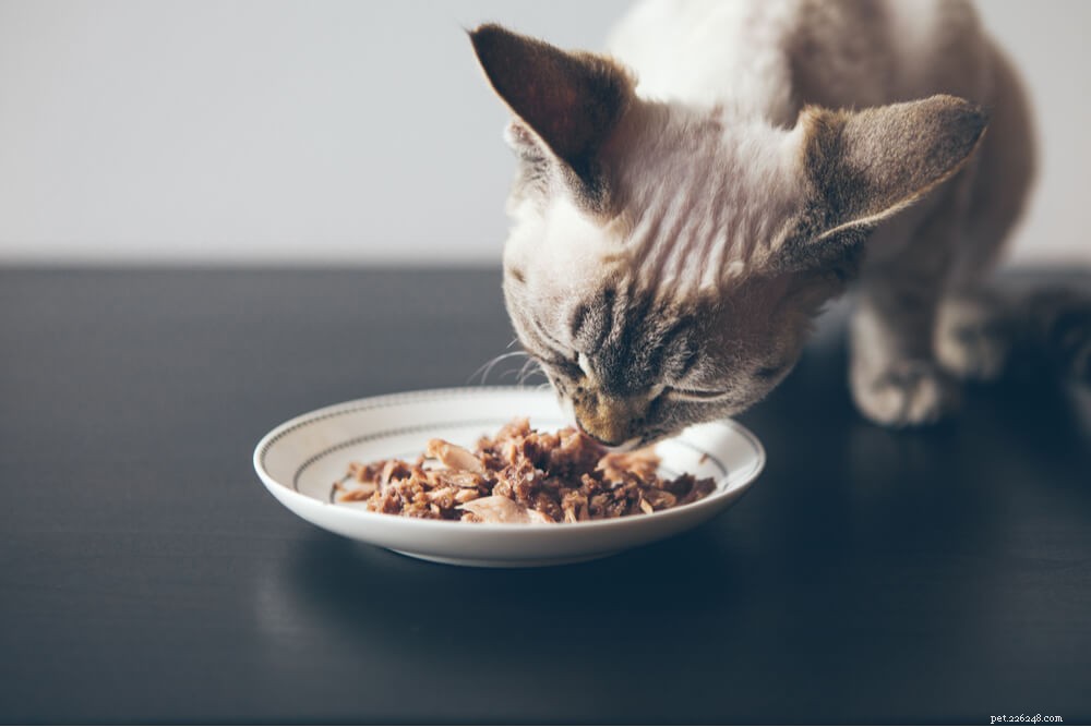 Quanto para alimentar um gato?