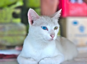 ​ Heterochromie bij katten:wat veroorzaakt het?