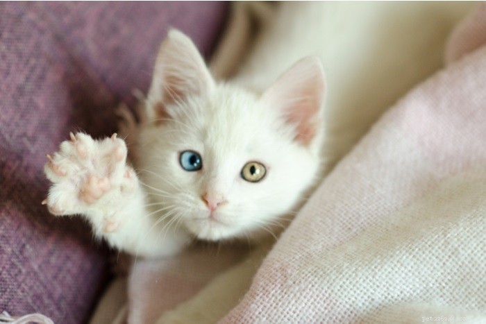 ​ Heterocromia em gatos:o que a causa?