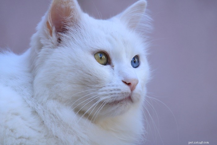 猫の虹彩異色症：何が原因ですか？ 