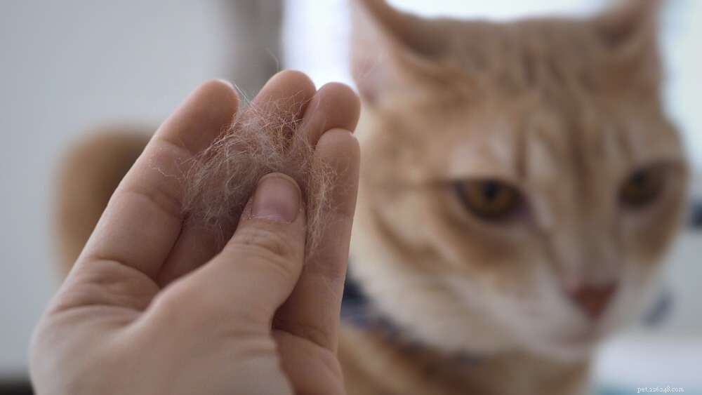 猫の皮屑：あなたが知る必要があることは？ 