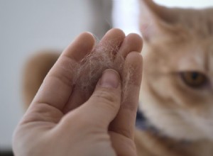 猫の皮屑：あなたが知る必要があることは？ 