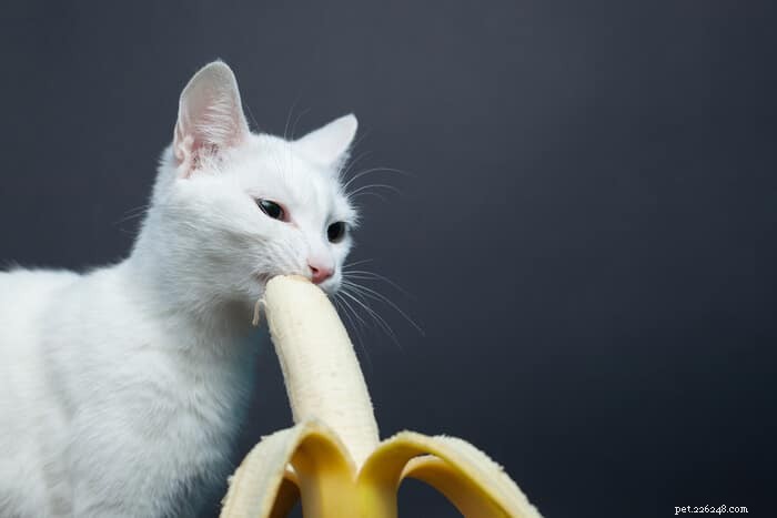 Är banan bra för katter?