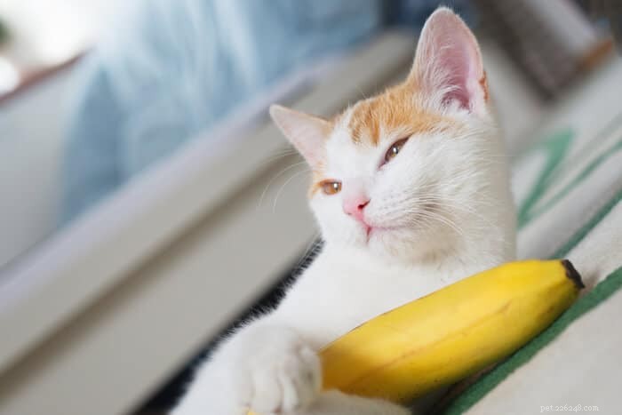Is banaan goed voor katten?