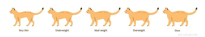 Grafico sull obesità del gatto:scopri se il tuo gatto è obeso