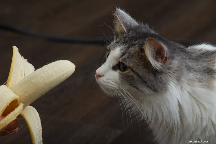 Полезен ли банан для кошек?