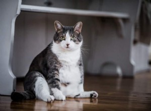 猫の肥満チャート：猫が肥満かどうかを調べる