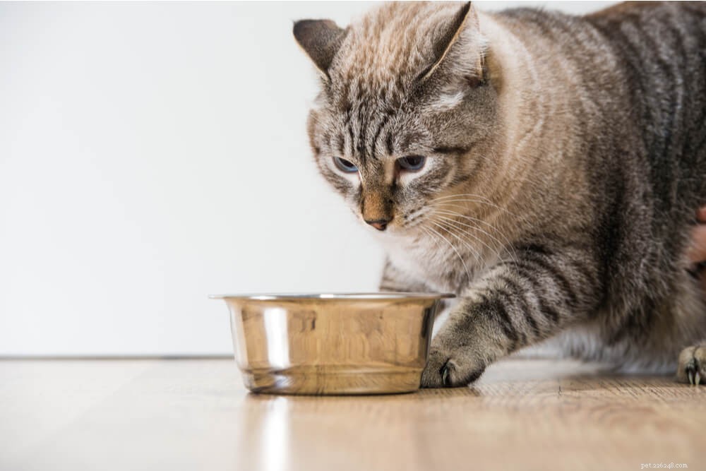 Katt över fetma:Ta reda på om din katt är fet
