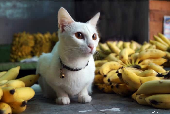 La banana è buona per i gatti?