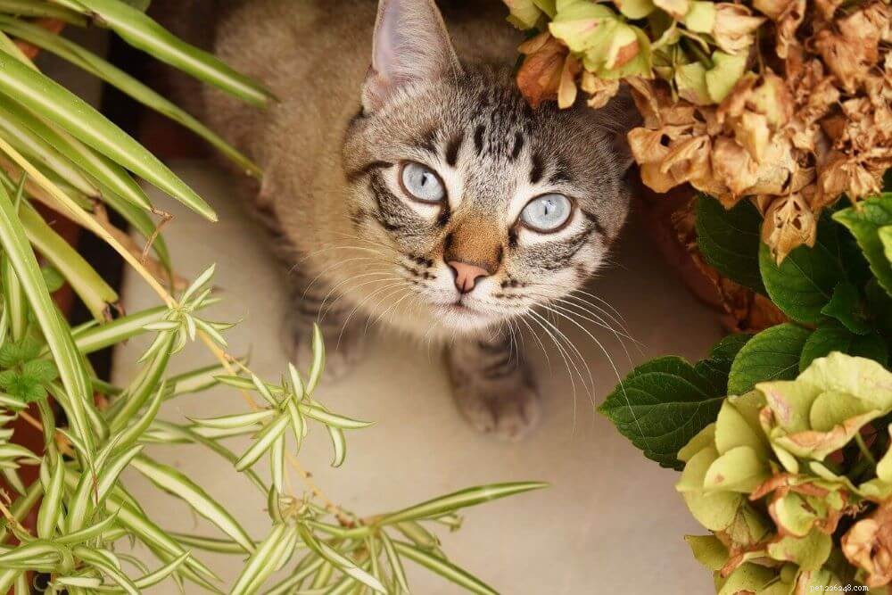 11 giftige en giftige planten voor katten