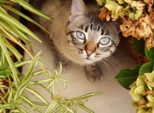 고양이를 위한 11가지 유독성 식물