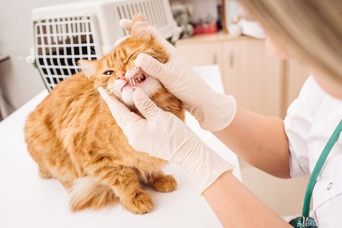Placca dei denti di gatto:cause, sintomi e trattamento